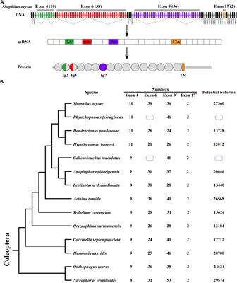 Complex RNA Secondary Structures Mediate Mutually Exclusive Splicing of Coleoptera Dscam1